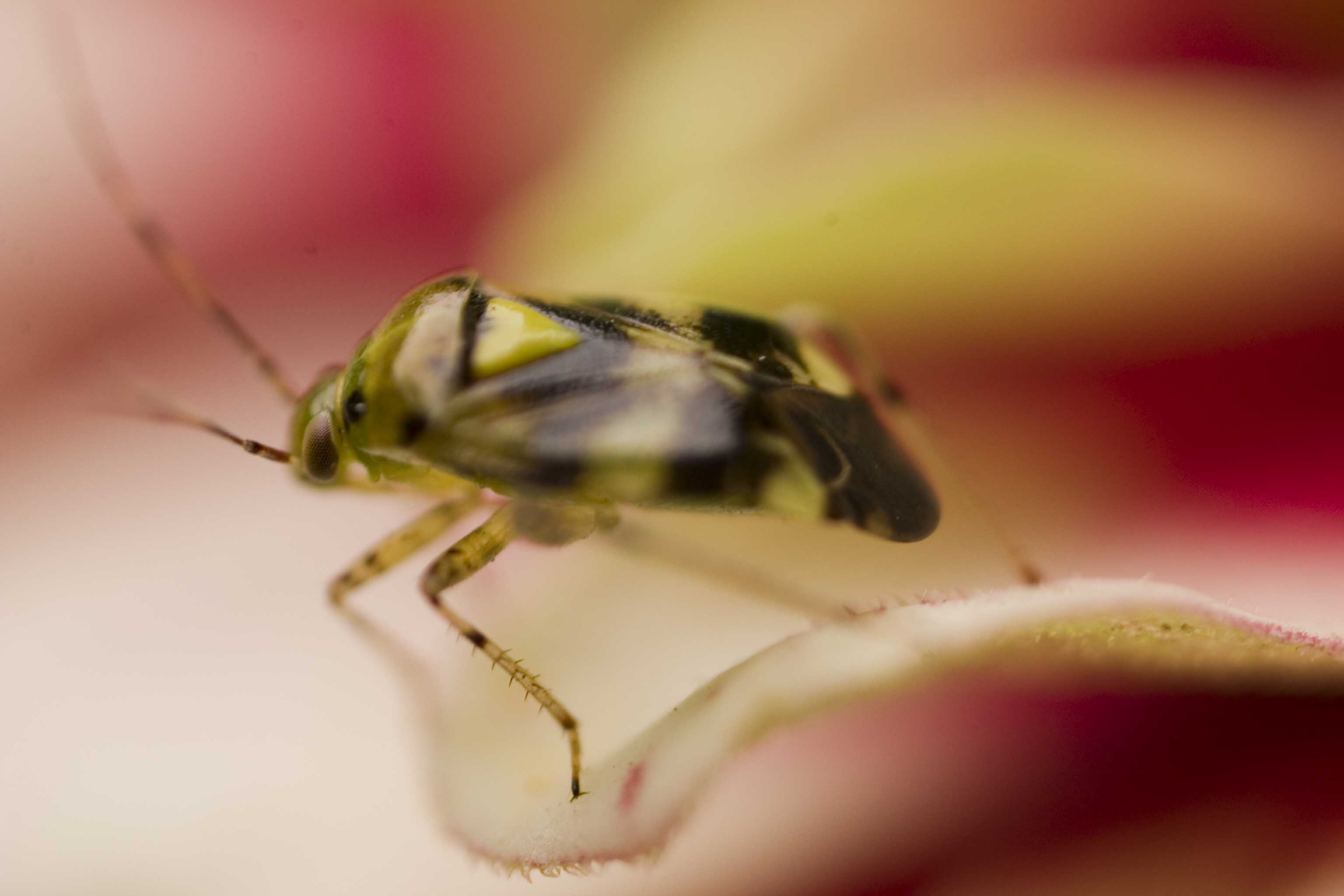 Viva la macrofotografia